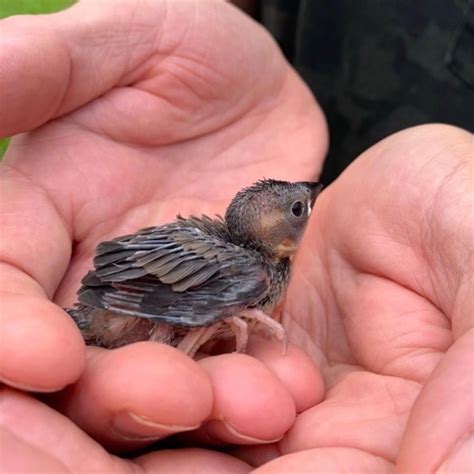 麻雀幼鳥死前的徵兆